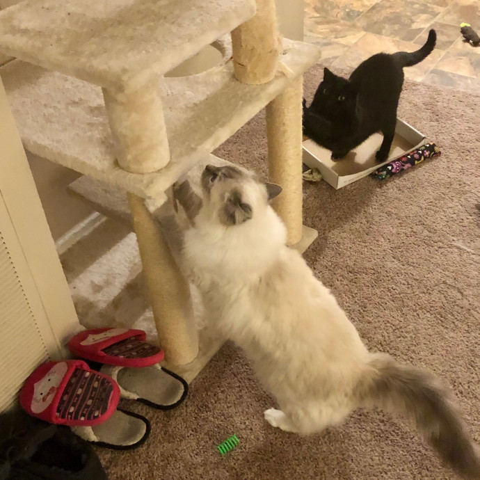 Katie's Crazy Kitty Care Staycation