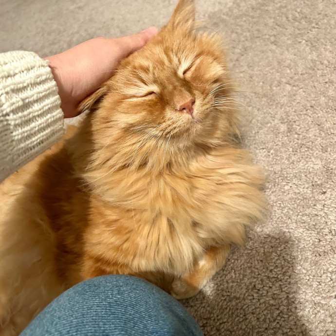 Katie's Crazy Kitty Care Staycation