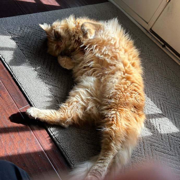 Katie's Crazy Kitty Care Staycation