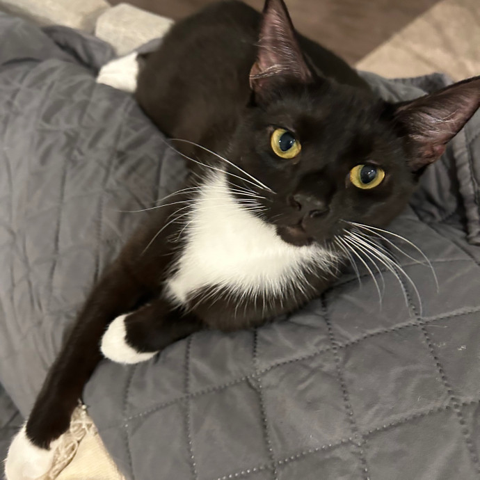 Katie's Crazy Kitty Care Staycation