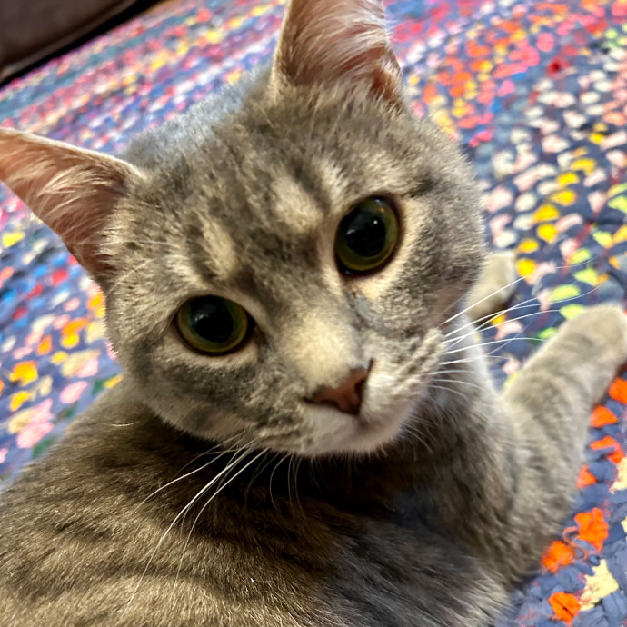 Katie's Crazy Kitty Care Staycation