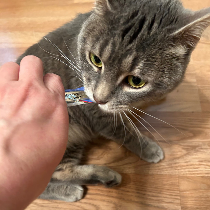 Katie's Crazy Kitty Care Staycation