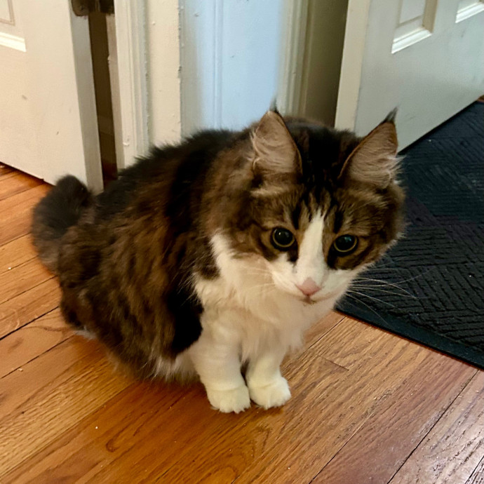 Katie's Crazy Kitty Care Staycation