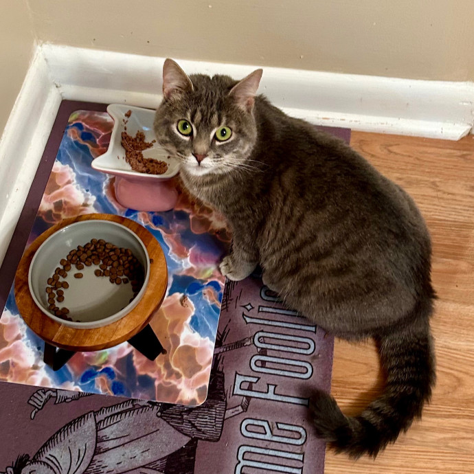 Katie's Crazy Kitty Care Staycation
