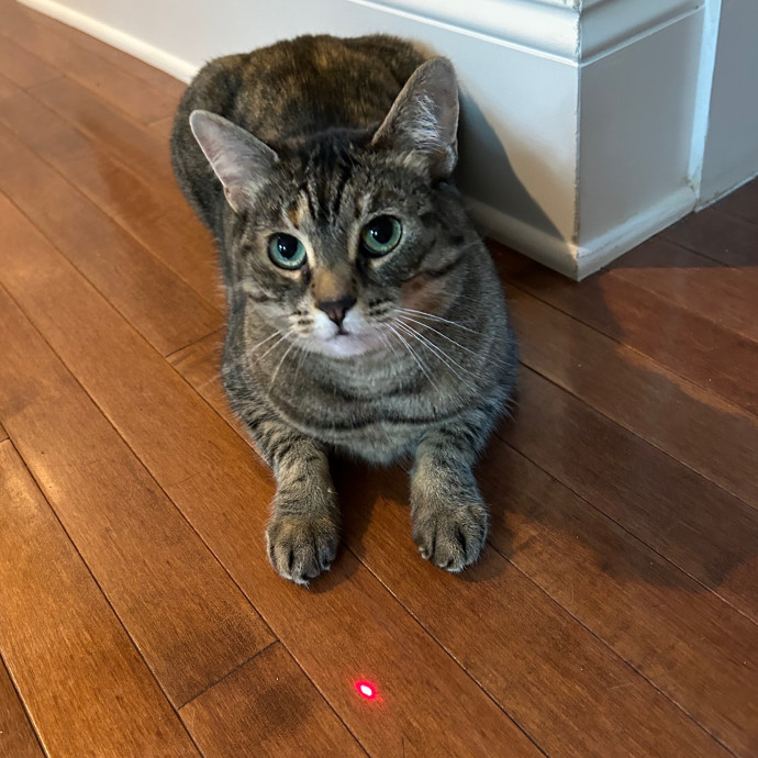Katie's Crazy Kitty Care Staycation