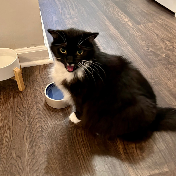 Katie's Crazy Kitty Care Staycation