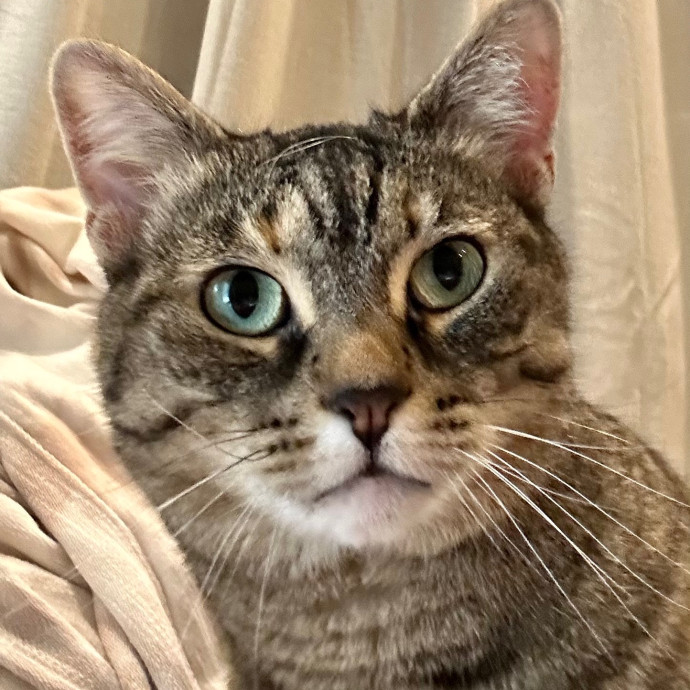 Katie's Crazy Kitty Care Staycation
