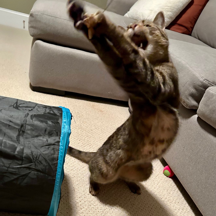 Katie's Crazy Kitty Care Staycation