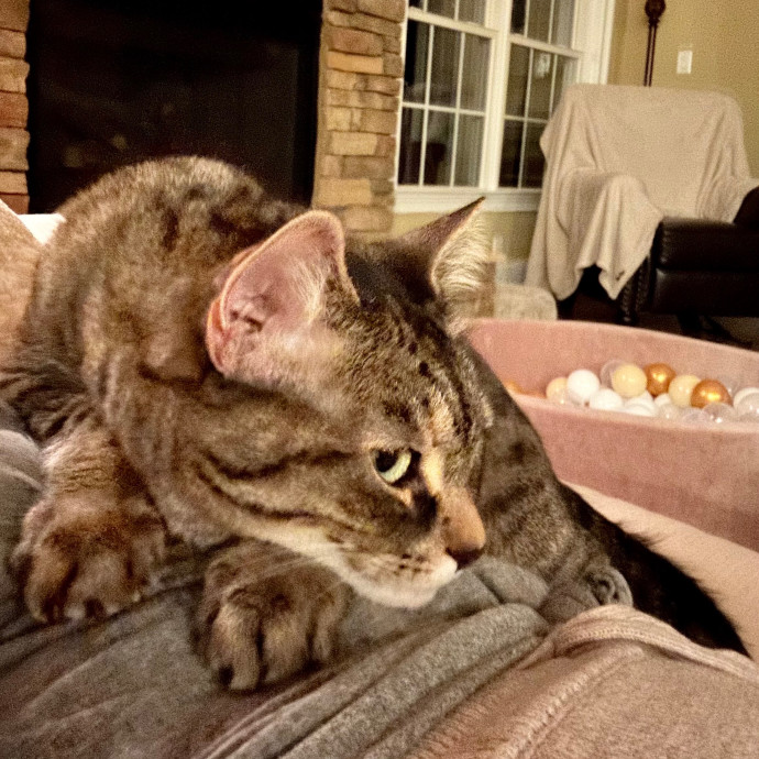 Katie's Crazy Kitty Care Staycation