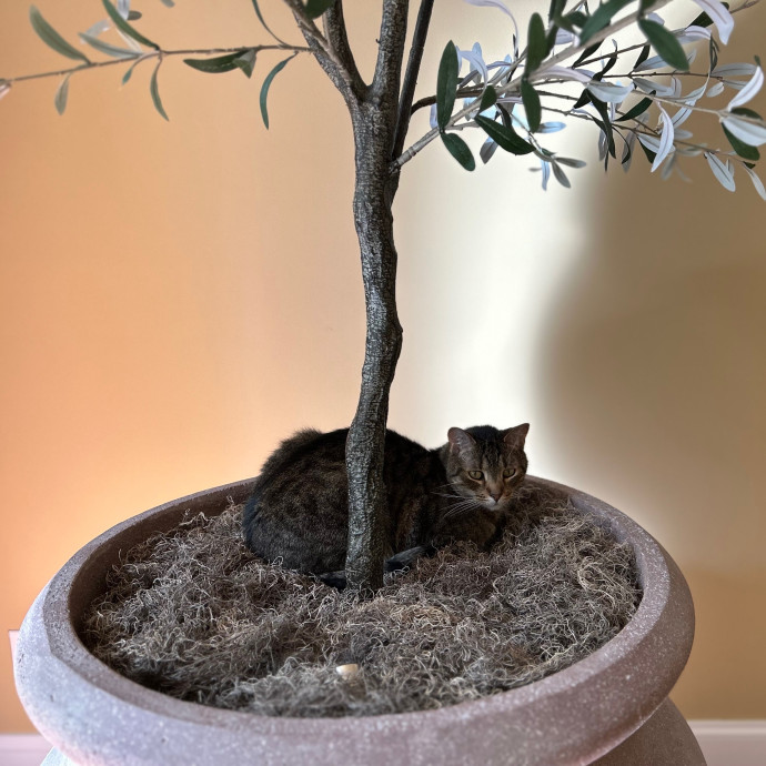 Katie's Crazy Kitty Care Staycation