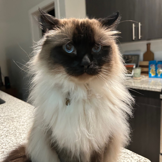 Katie's Crazy Kitty Care Staycation photo 3