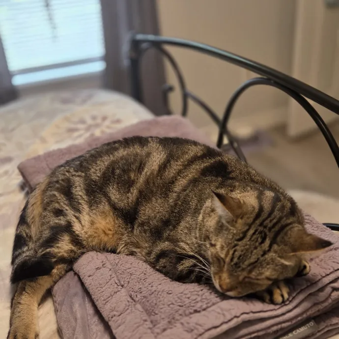 Cheryl Aka Cat Whisperer