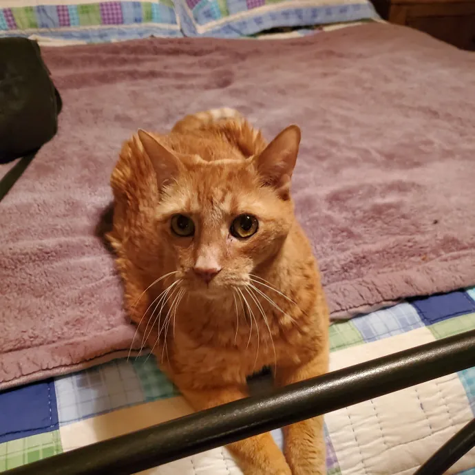 Cheryl Aka Cat Whisperer