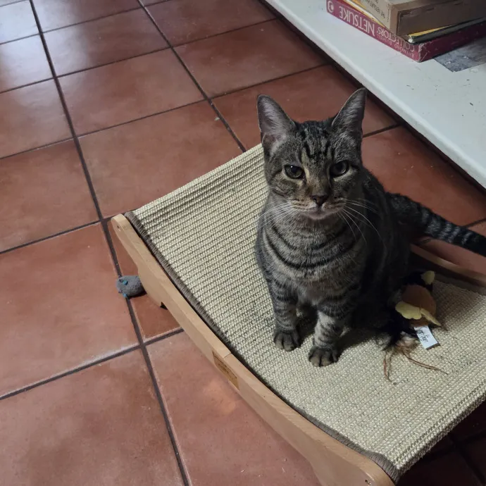 Cheryl Aka Cat Whisperer