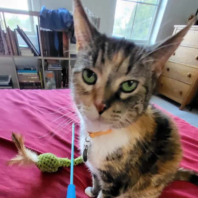 Cat's Meow Cat Sitting By Lauren