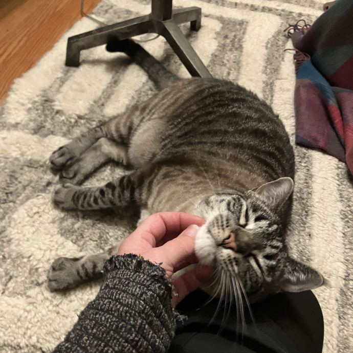 Thoughtful Care For Every Cat