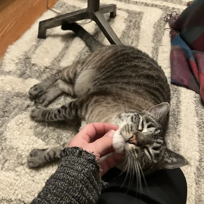 Because I Really Love Cats