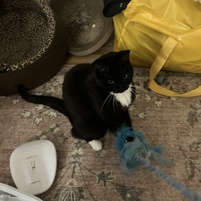 Thoughtful Care For Every Cat