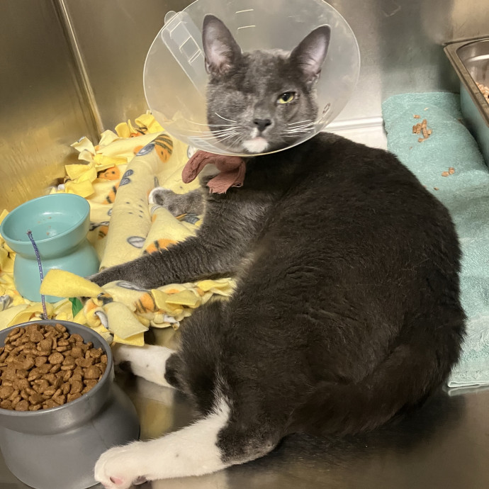 Thoughtful Care For Every Cat