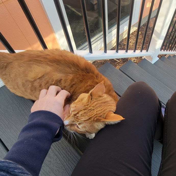 Thoughtful Care For Every Cat