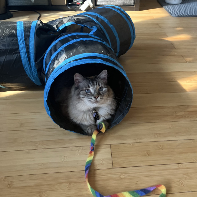 Thoughtful Care For Every Cat