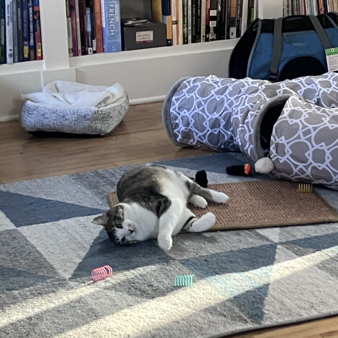 Thoughtful Care For Every Cat