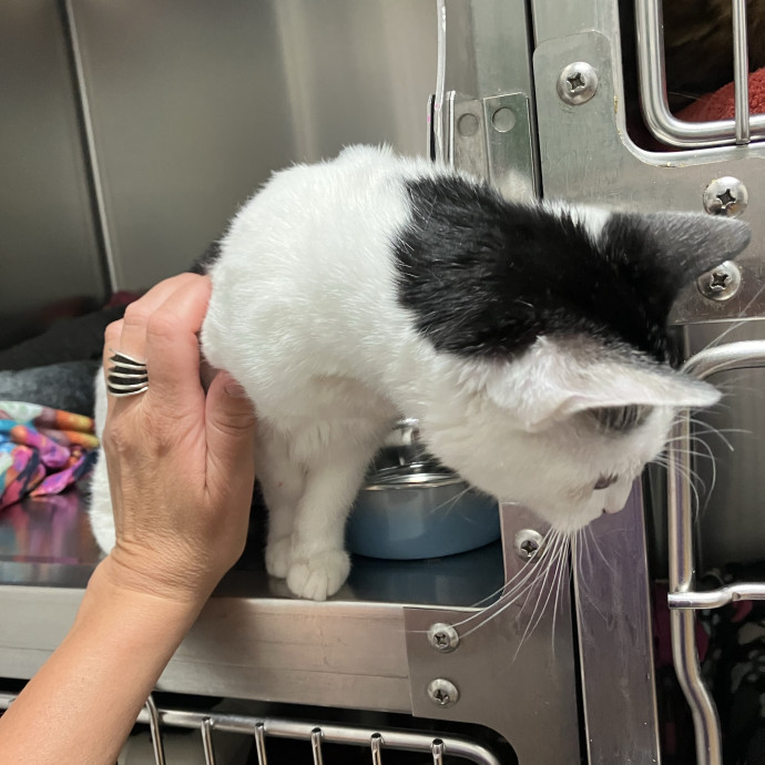Thoughtful Care For Every Cat