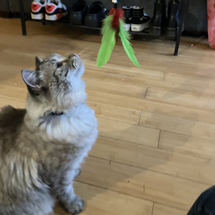 Thoughtful Care For Every Cat