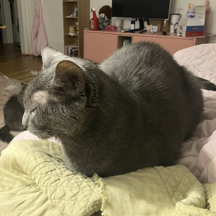 Thoughtful Care For Every Cat
