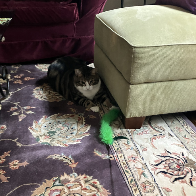 Thoughtful Care For Every Cat