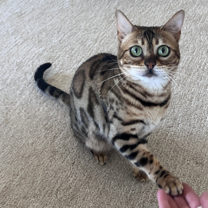 Thoughtful Care For Every Cat