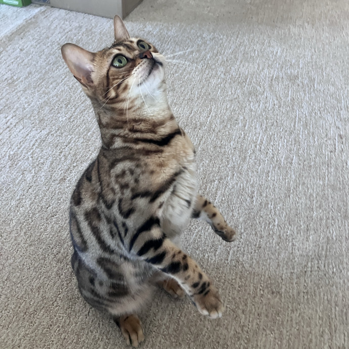 Thoughtful Care For Every Cat