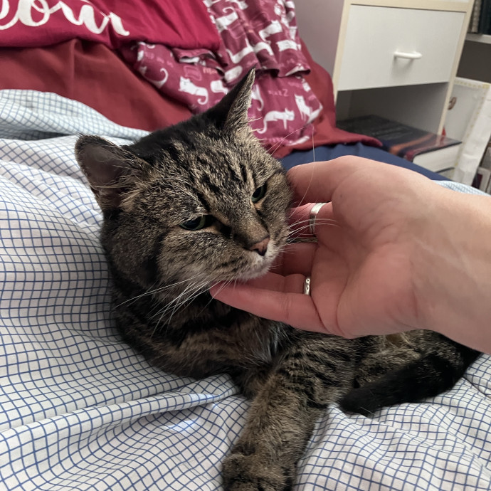 Thoughtful Care For Every Cat
