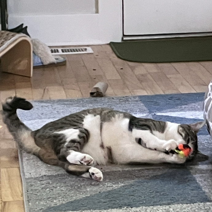 Thoughtful Care For Every Cat