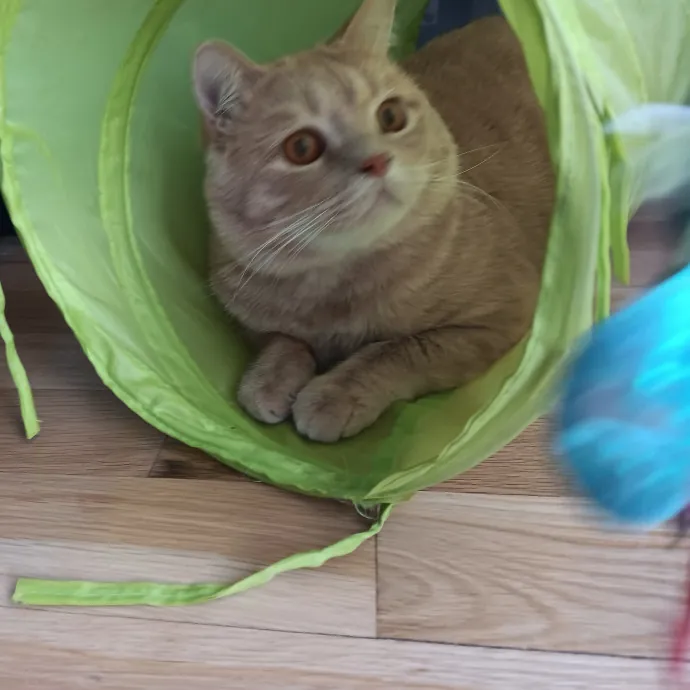 Chris T's Catcophony Of Sitting