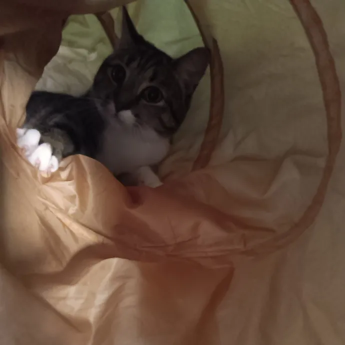 Chris T's Catcophony Of Sitting