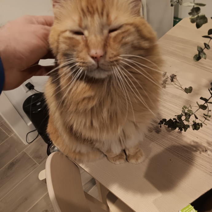 Chris T's Catcophony Of Sitting
