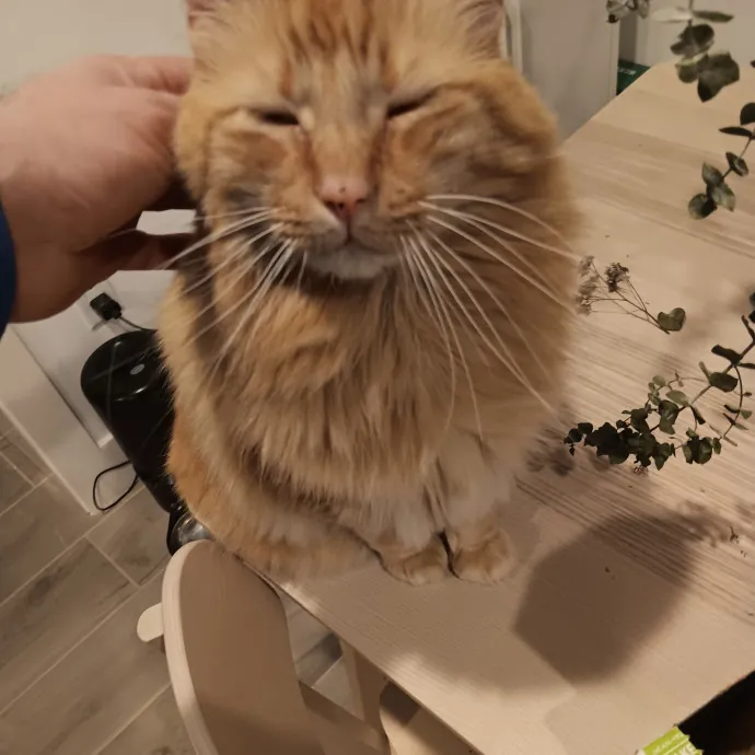 Chris T's Catcophony Of Sitting