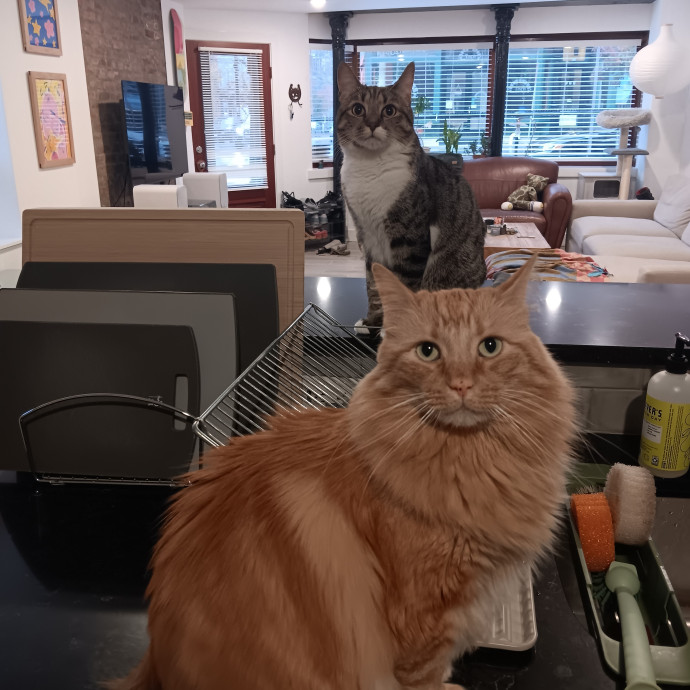 Chris T's Catcophony Of Sitting