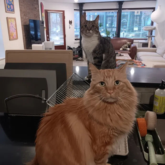 Chris T's Catcophony Of Sitting