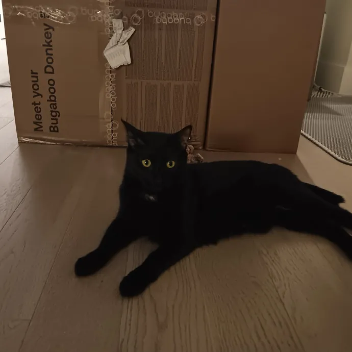 Chris T's Catcophony Of Sitting