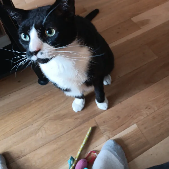 Chris T's Catcophony Of Sitting