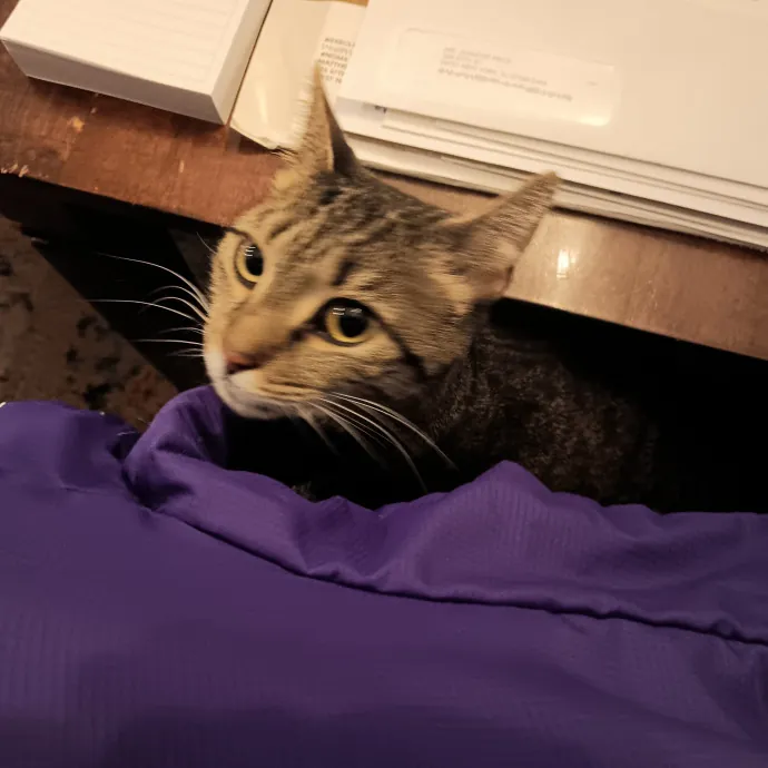 Chris T's Catcophony Of Sitting