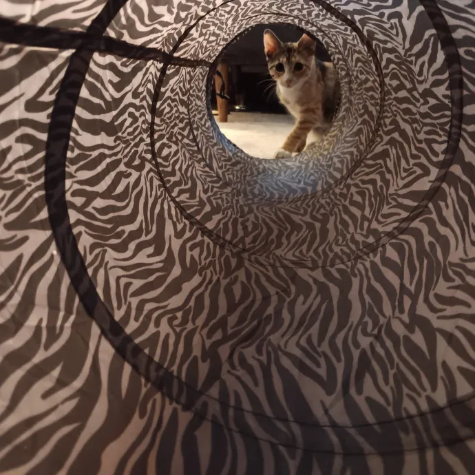 Chris T's Catcophony Of Sitting