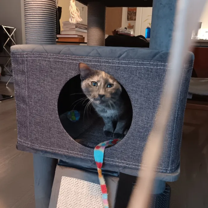 Chris T's Catcophony Of Sitting