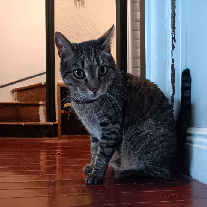Chris T's Catcophony Of Sitting