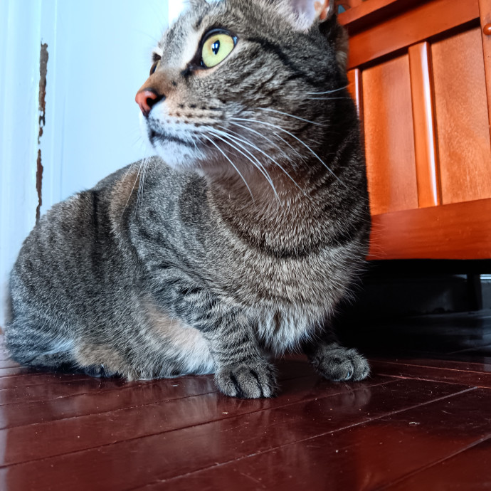 Chris T's Catcophony Of Sitting