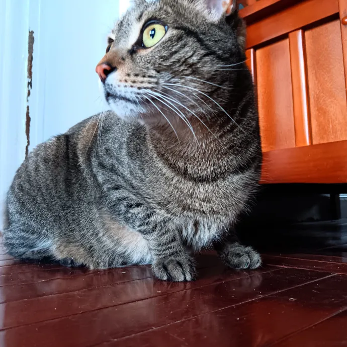 Chris T's Catcophony Of Sitting