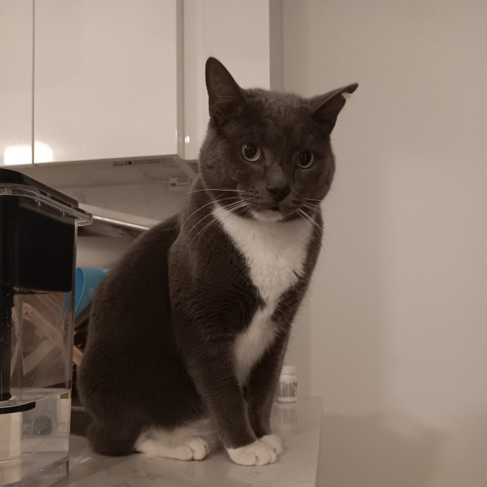 Chris T's Catcophony Of Sitting