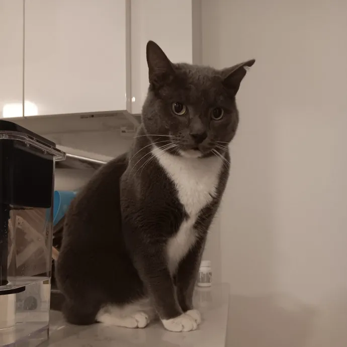 Chris T's Catcophony Of Sitting